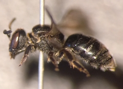 Lasioglossum interruptum