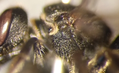 Lasioglossum interruptum