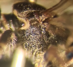 Lasioglossum interruptum