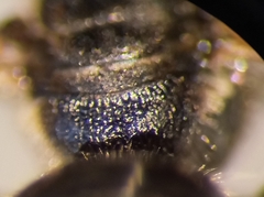 Lasioglossum interruptum