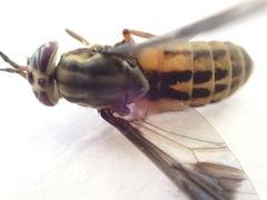 Chrysops striatus