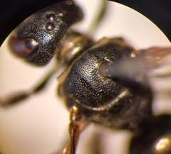 Lasioglossum interruptum