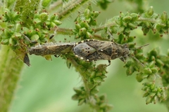 Heterogaster urticae