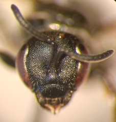 Lasioglossum interruptum