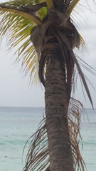 Leiocephalus lunatus melaenoscelis