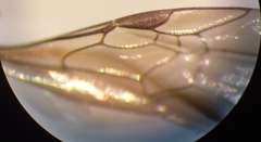 Lasioglossum interruptum