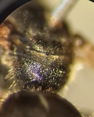 Lasioglossum interruptum