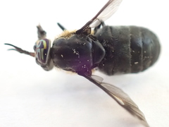 Chrysops carbonarius