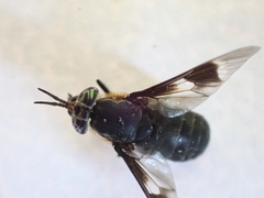 Chrysops carbonarius