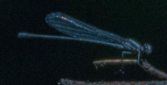 Argia fumipennis