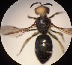 Lasioglossum interruptum