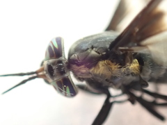 Chrysops carbonarius