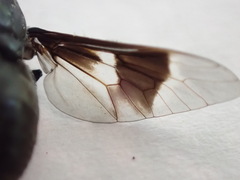 Chrysops carbonarius