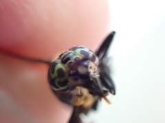 Chrysops carbonarius