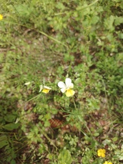 Viola lutea