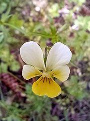 Viola lutea
