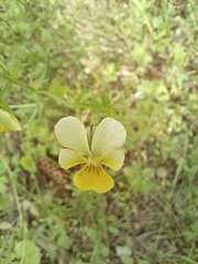 Viola lutea