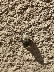 Pentatomini
