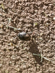Pentatomini