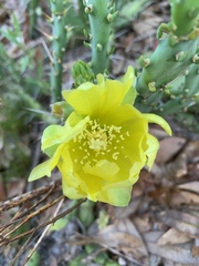 Opuntia drummondii