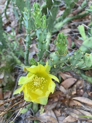 Opuntia drummondii