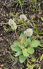 Micranthes rhomboidea