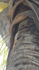 Leiocephalus lunatus melaenoscelis