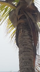 Leiocephalus lunatus melaenoscelis