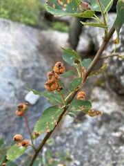 Gymnotelium blasdaleanum