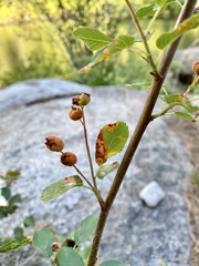 Gymnotelium blasdaleanum