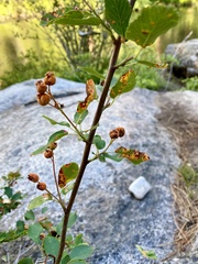 Gymnotelium blasdaleanum