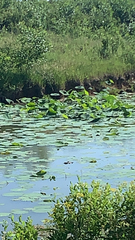 Nelumbo lutea