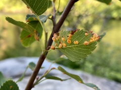 Gymnotelium blasdaleanum