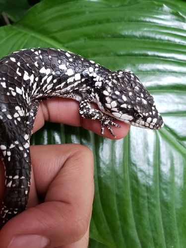 Guerreran Arboreal Alligator Lizard