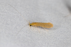 Setodes argentipunctellus