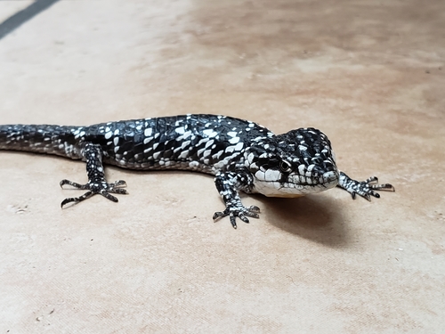 Guerreran Arboreal Alligator Lizard