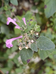 Scutellaria seleriana
