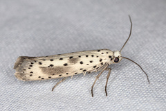 Yponomeuta irrorellus