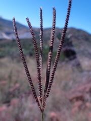 Eustachys paspaloides