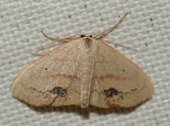 Scopula timandrata