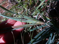 Eustachys paspaloides