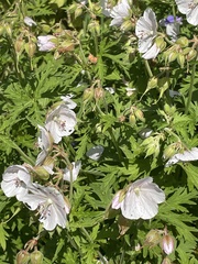 Geranium rivulare