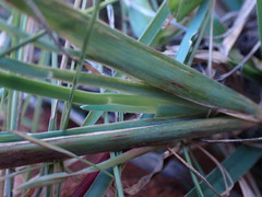 Eustachys paspaloides