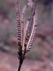 Eustachys paspaloides