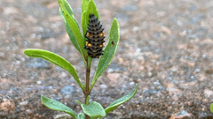 Coccinella septempunctata