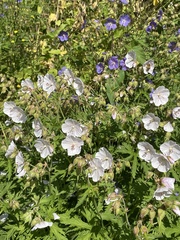 Geranium rivulare