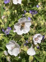 Geranium rivulare
