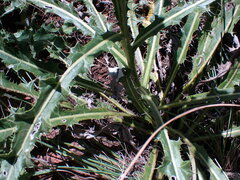 Berkheya discolor