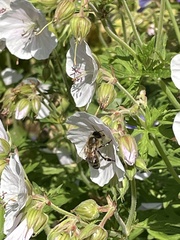 Geranium rivulare