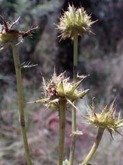 Berkheya discolor